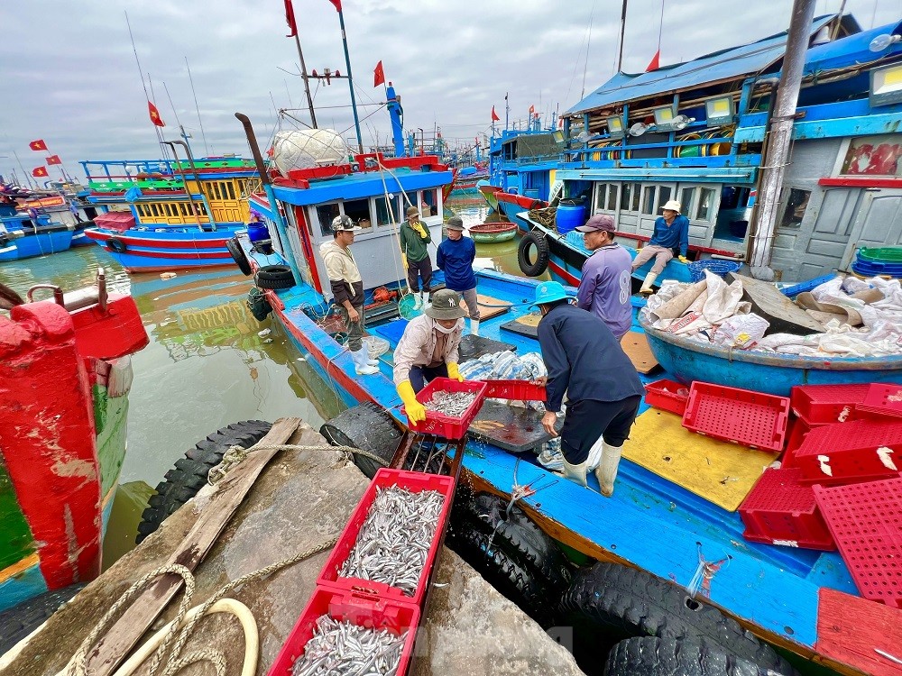 Một đêm ra khơi ngư dân Quảng Ngãi sắm được... 1 chỉ vàng - Ảnh 10.