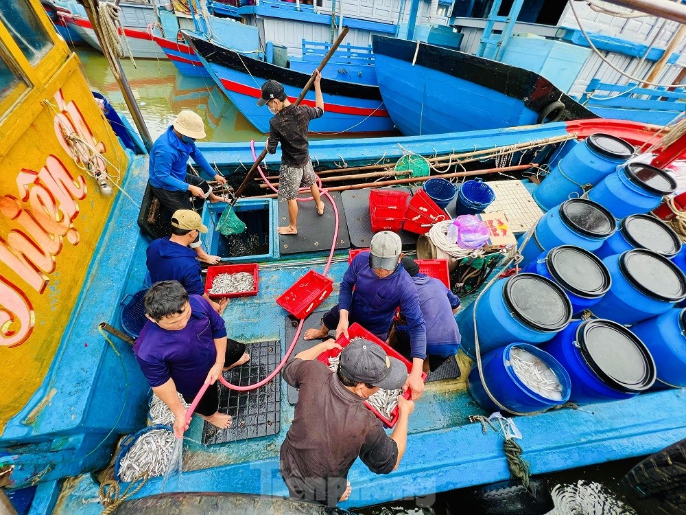 Một đêm ra khơi ngư dân Quảng Ngãi sắm được... 1 chỉ vàng - Ảnh 4.