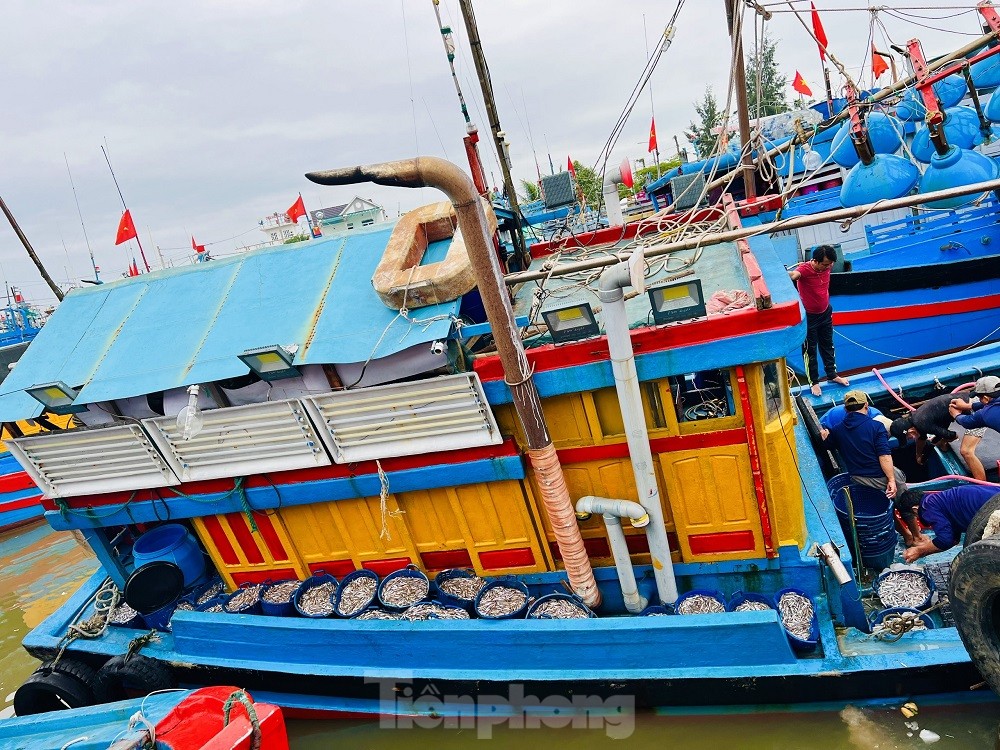 Một đêm ra khơi ngư dân Quảng Ngãi sắm được... 1 chỉ vàng - Ảnh 3.