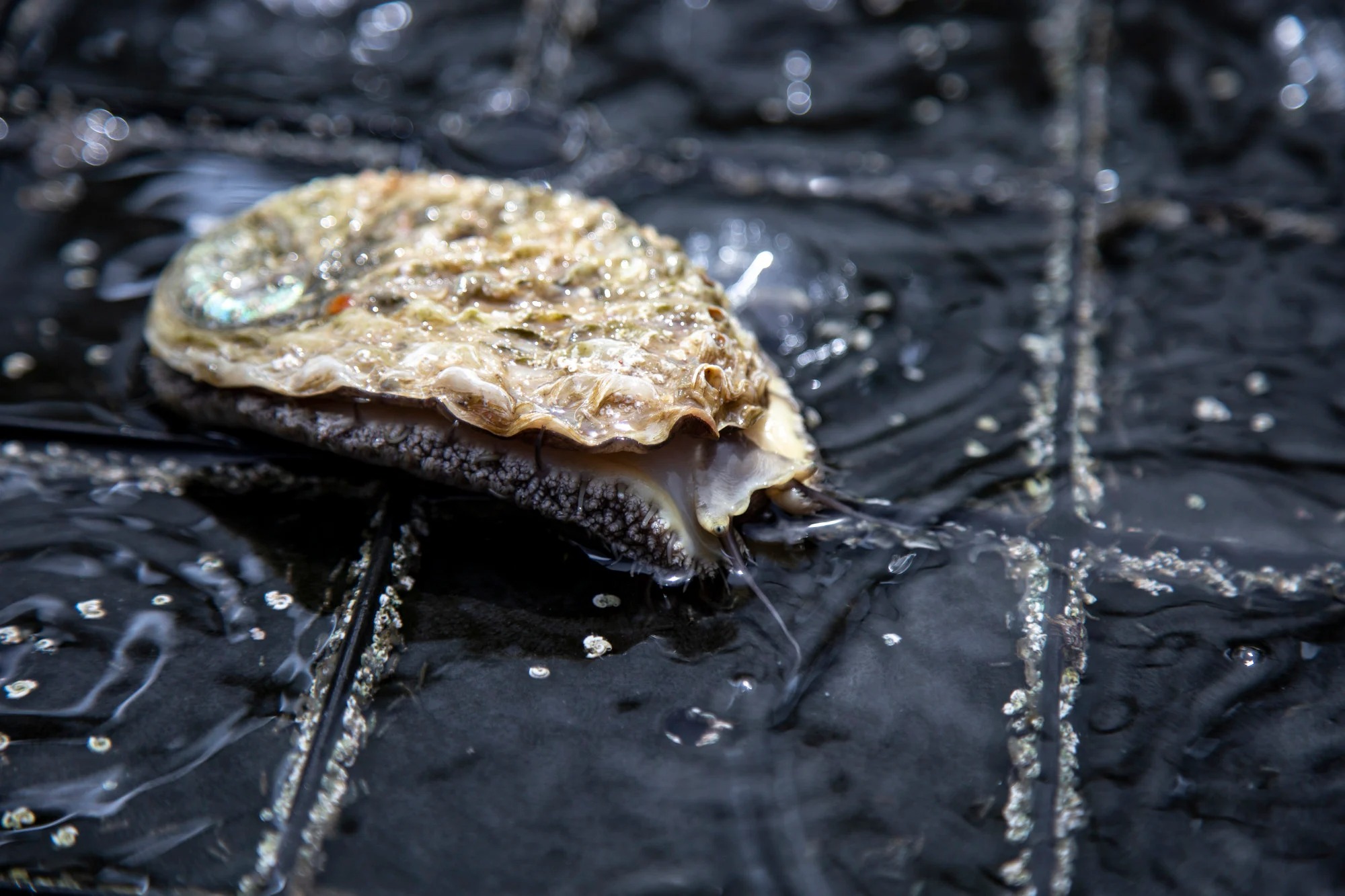 Loài hải sản ví như vàng trắng: Miếng cơm của ngàn người nhưng cũng là nguồn cơn của tội phạm có tổ chức quốc tế - Ảnh 4.