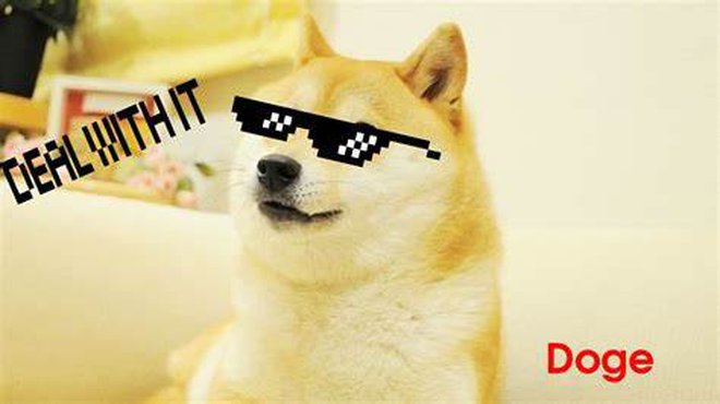Chuyện về chú chó được chế meme nhiều nhất mạng xã hội: Xuất thân từ ...