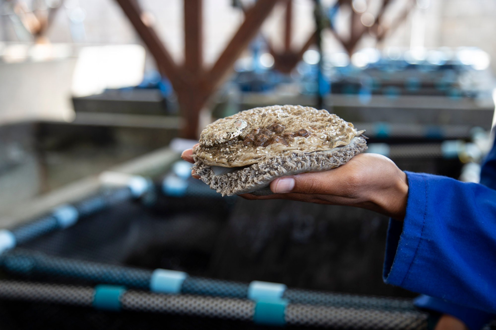 Loài hải sản ví như vàng trắng: Miếng cơm của ngàn người nhưng cũng là nguồn cơn của tội phạm có tổ chức quốc tế - Ảnh 1.