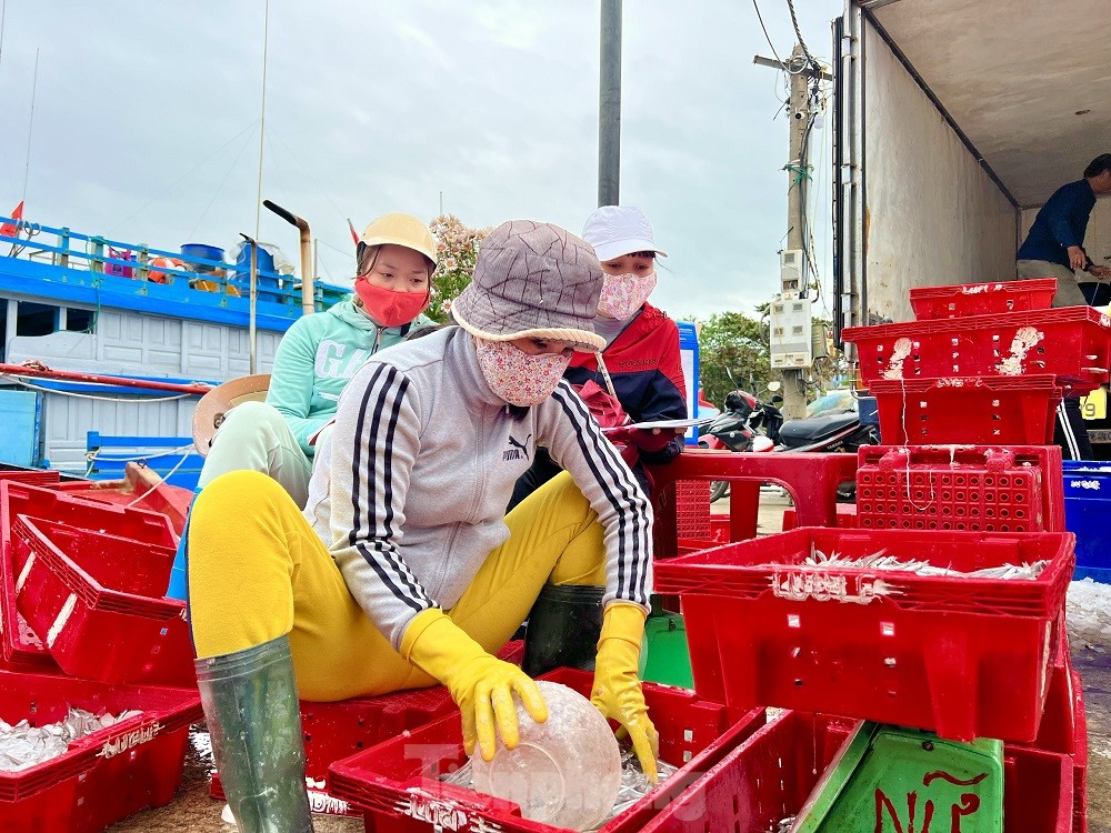 Một đêm ra khơi ngư dân Quảng Ngãi sắm được... 1 chỉ vàng - Ảnh 20.