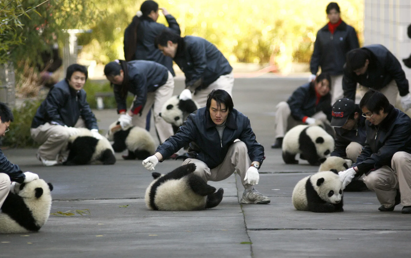 Cứu gấu trúc khỏi tuyệt chủng, ta có vô tình làm hại những loài vật khác? - Ảnh 5. Cứu gấu trúc khỏi tuyệt chủng, ta có vô tình làm hại những loài vật khác? - Ảnh 5.