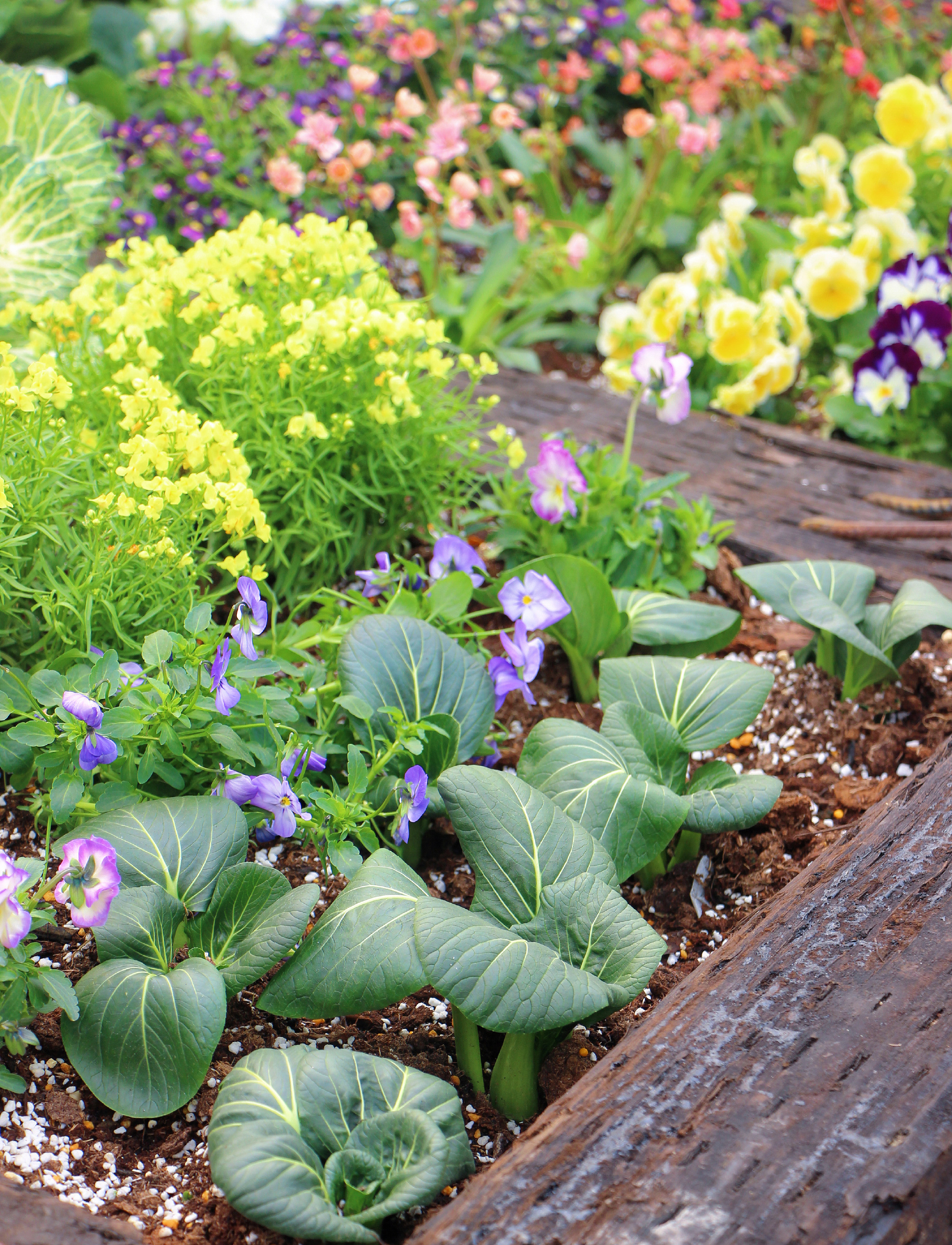 Khu vườn xen kẽ rau và hoa sặc sỡ của chàng trai 9X - Ảnh 7.