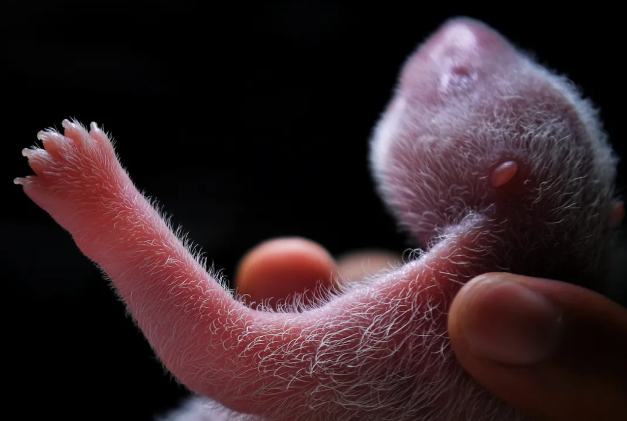 Cứu gấu trúc khỏi tuyệt chủng, ta có vô tình làm hại những loài vật khác? - Ảnh 3. Cứu gấu trúc khỏi tuyệt chủng, ta có vô tình làm hại những loài vật khác? - Ảnh 3.