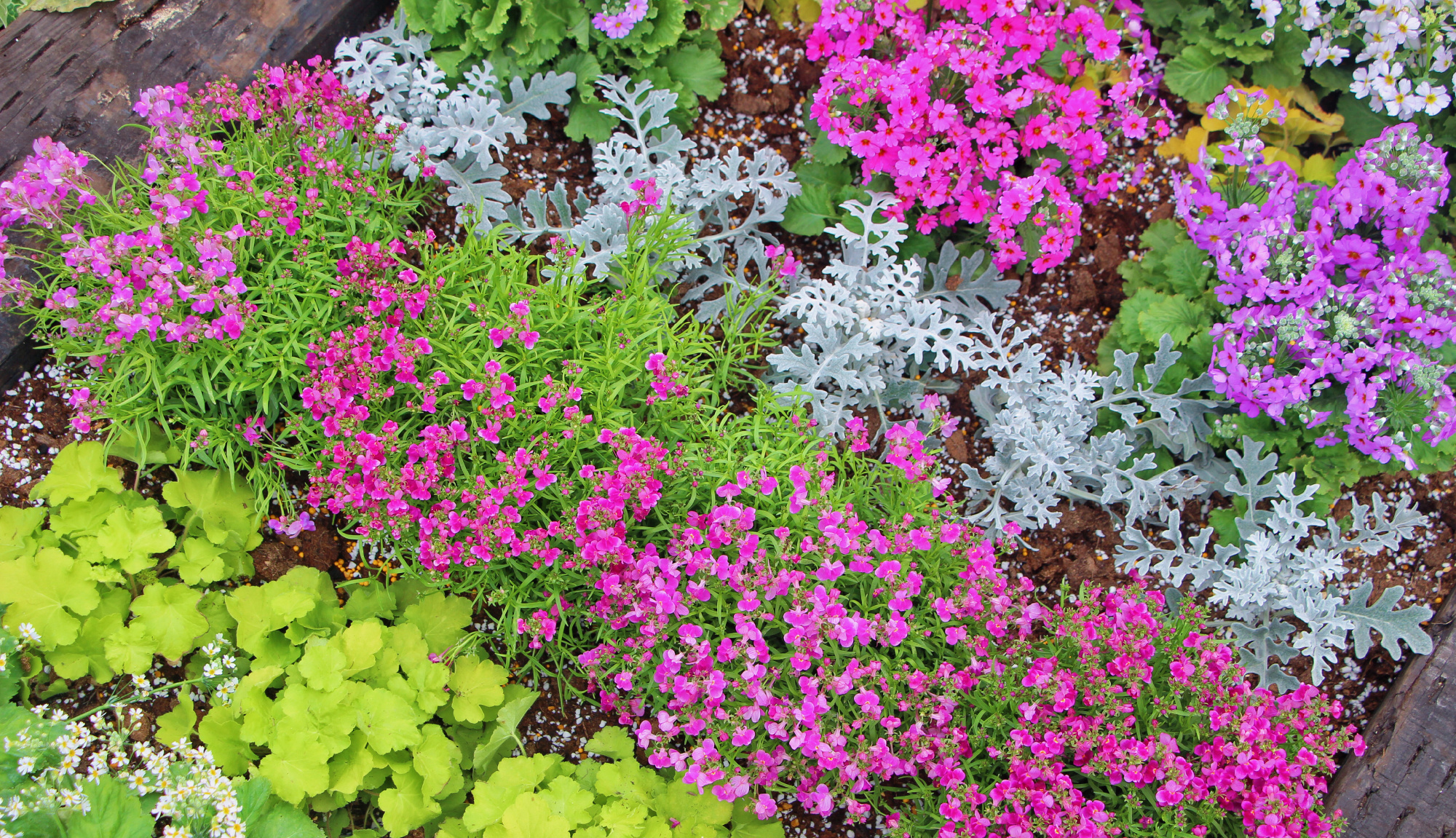 Khu vườn xen kẽ rau và hoa sặc sỡ của chàng trai 9X - Ảnh 3.