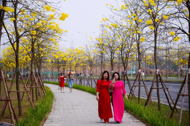  Người dân nô nức check-in con đường hoa phong linh nở vàng rực giữa lòng thủ đô Hà Nội - Ảnh 11.