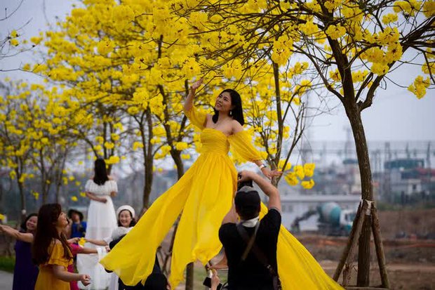  Người dân nô nức check-in con đường hoa phong linh nở vàng rực giữa lòng thủ đô Hà Nội - Ảnh 8.
