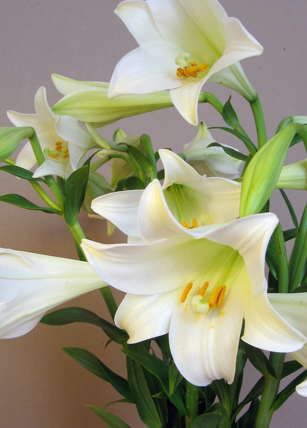 Đẹp nhưng độc: 6 loài hoa được trưng nhiều trong nhà hóa ra lại ẩn chứa nguy hiểm không ai ngờ - Ảnh 2.
