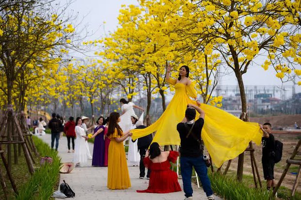  Người dân nô nức check-in con đường hoa phong linh nở vàng rực giữa lòng thủ đô Hà Nội - Ảnh 6.