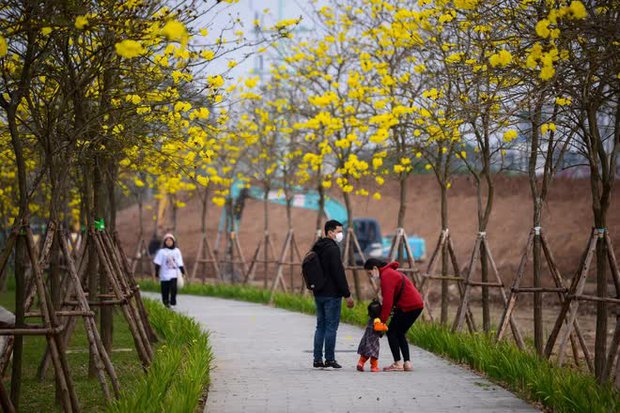  Người dân nô nức check-in con đường hoa phong linh nở vàng rực giữa lòng thủ đô Hà Nội - Ảnh 5.