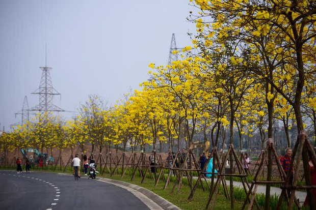  Người dân nô nức check-in con đường hoa phong linh nở vàng rực giữa lòng thủ đô Hà Nội - Ảnh 4.