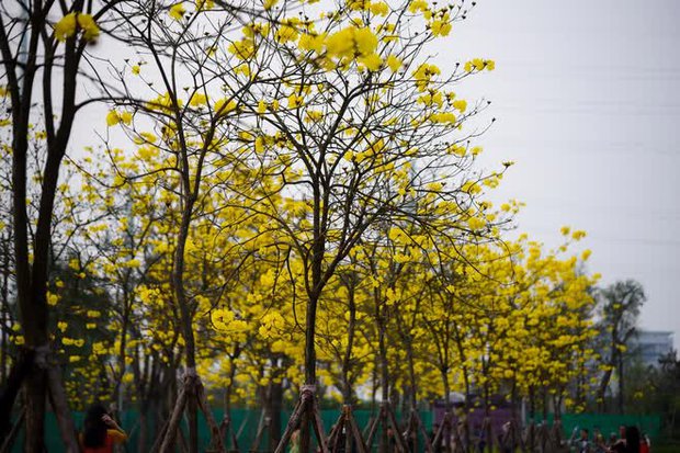  Người dân nô nức check-in con đường hoa phong linh nở vàng rực giữa lòng thủ đô Hà Nội - Ảnh 3.