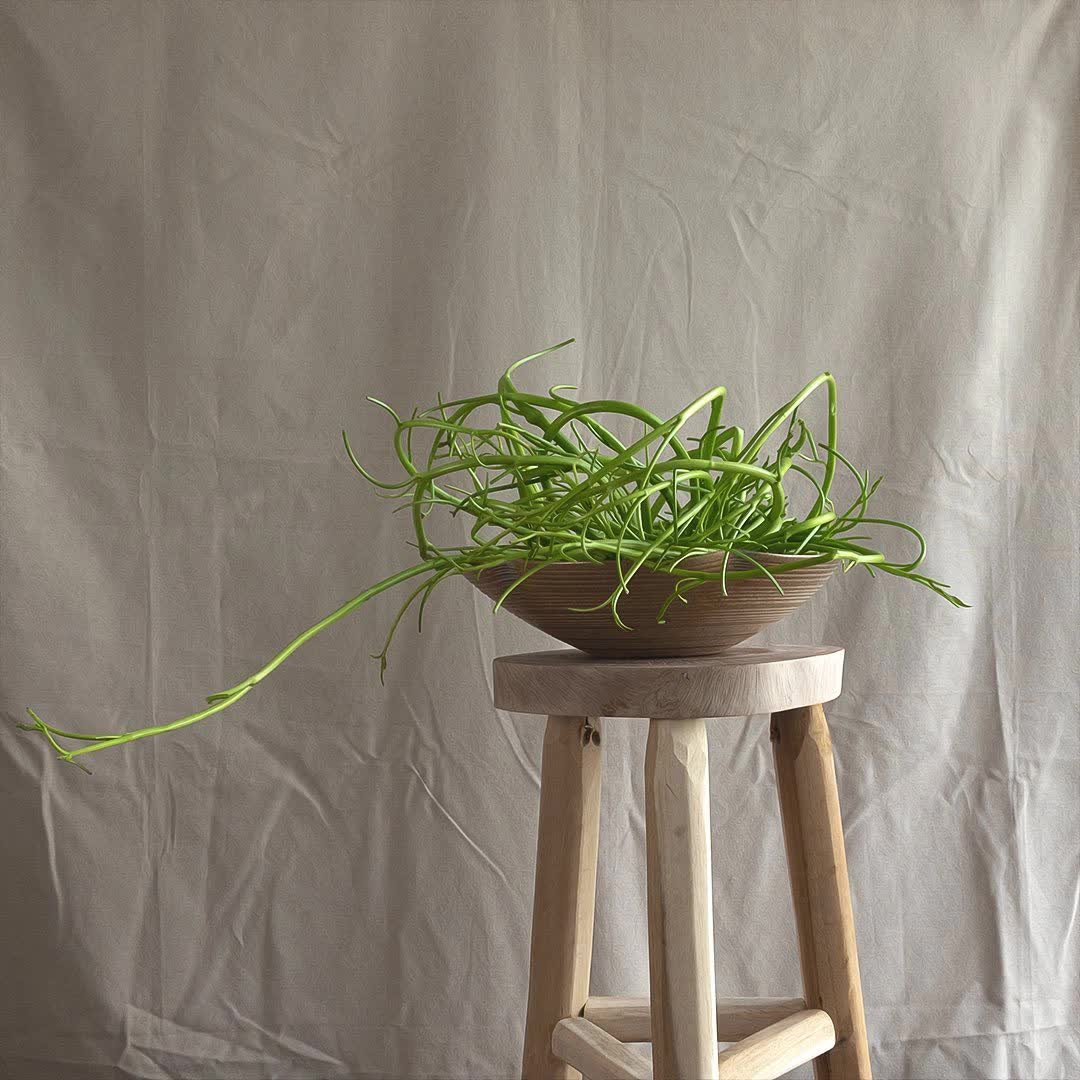 Nixon Tran - Nghệ nhân cắm hoa Việt kiều về nước và phát triển nghệ thuật “chơi hoa cùng rau muống, vú sữa,…” nhờ một lần đi chợ - Ảnh 6. Nixon Tran - Nghệ nhân cắm hoa Việt kiều về nước và phát triển nghệ thuật “chơi hoa cùng rau muống, vú sữa,…” nhờ một lần đi chợ - Ảnh 6.