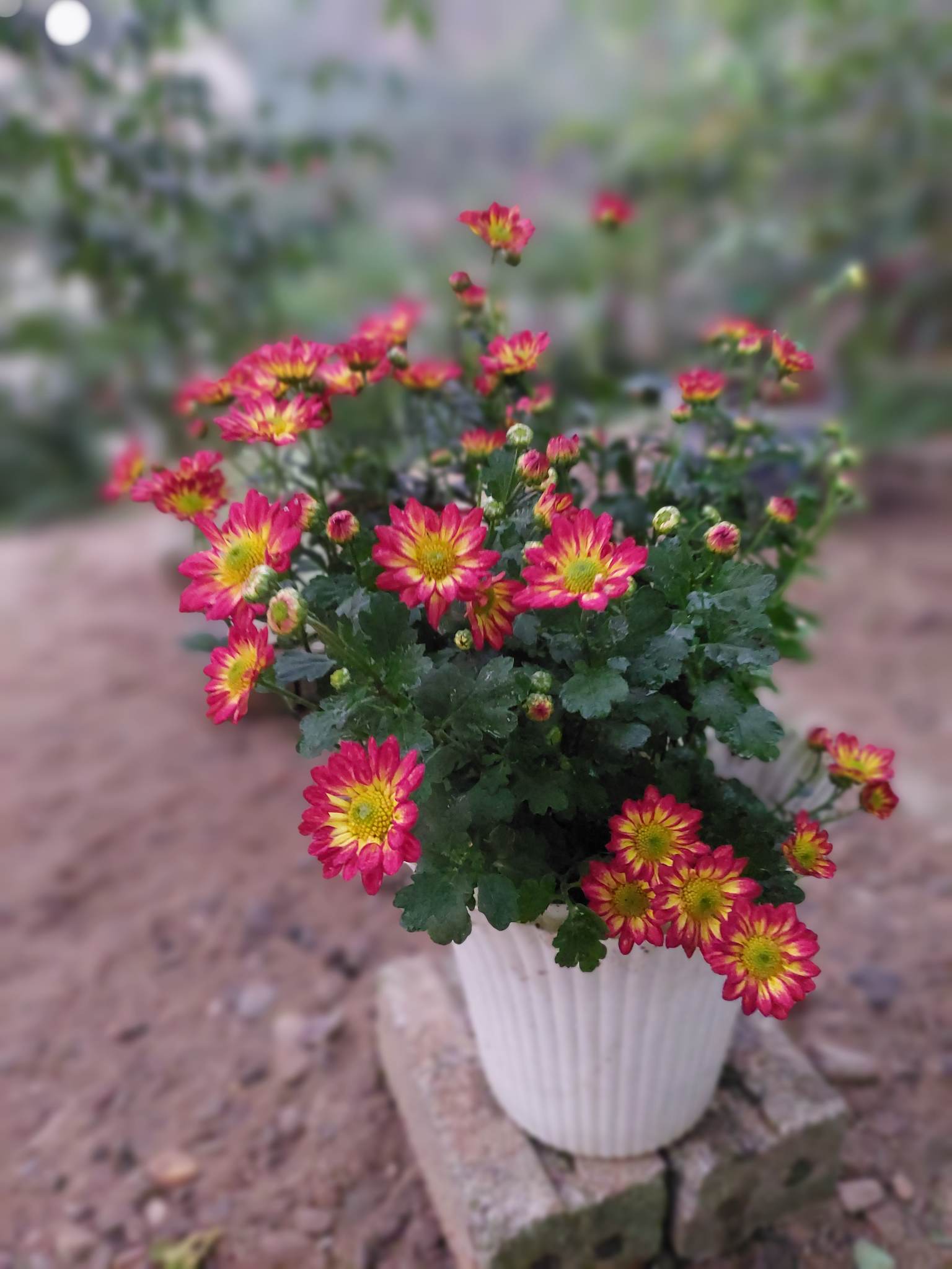 Khu vườn hơn 50 loài hoa đua nhau khoe sắc, rau quả tốt tươi ở Yên Bái - Ảnh 8.