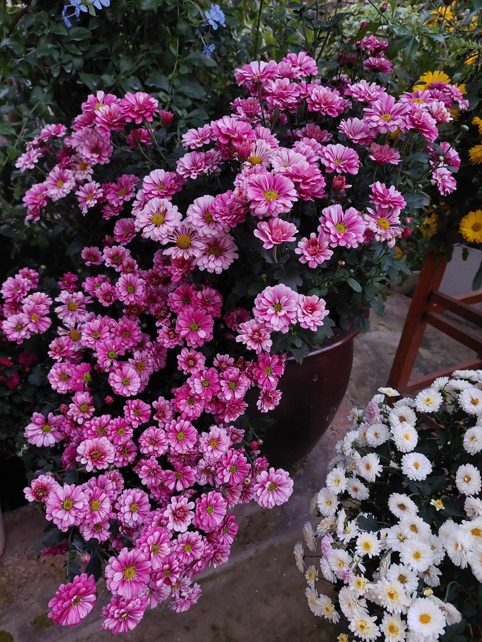 Khu vườn hơn 50 loài hoa đua nhau khoe sắc, rau quả tốt tươi ở Yên Bái - Ảnh 7.