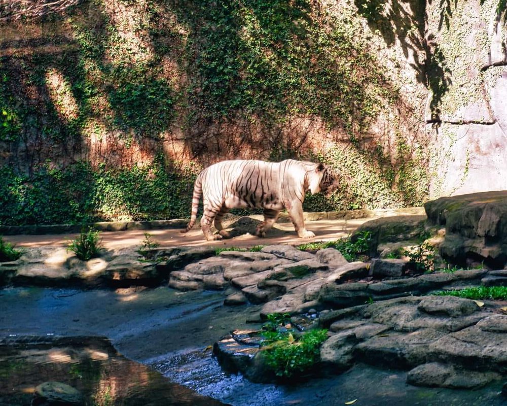  Có gì ở Thảo Cầm Viên - sở thú hot nhất lúc này, đạt doanh thu kỷ lục cao nhất lịch sử trong năm vừa qua? - Ảnh 10.