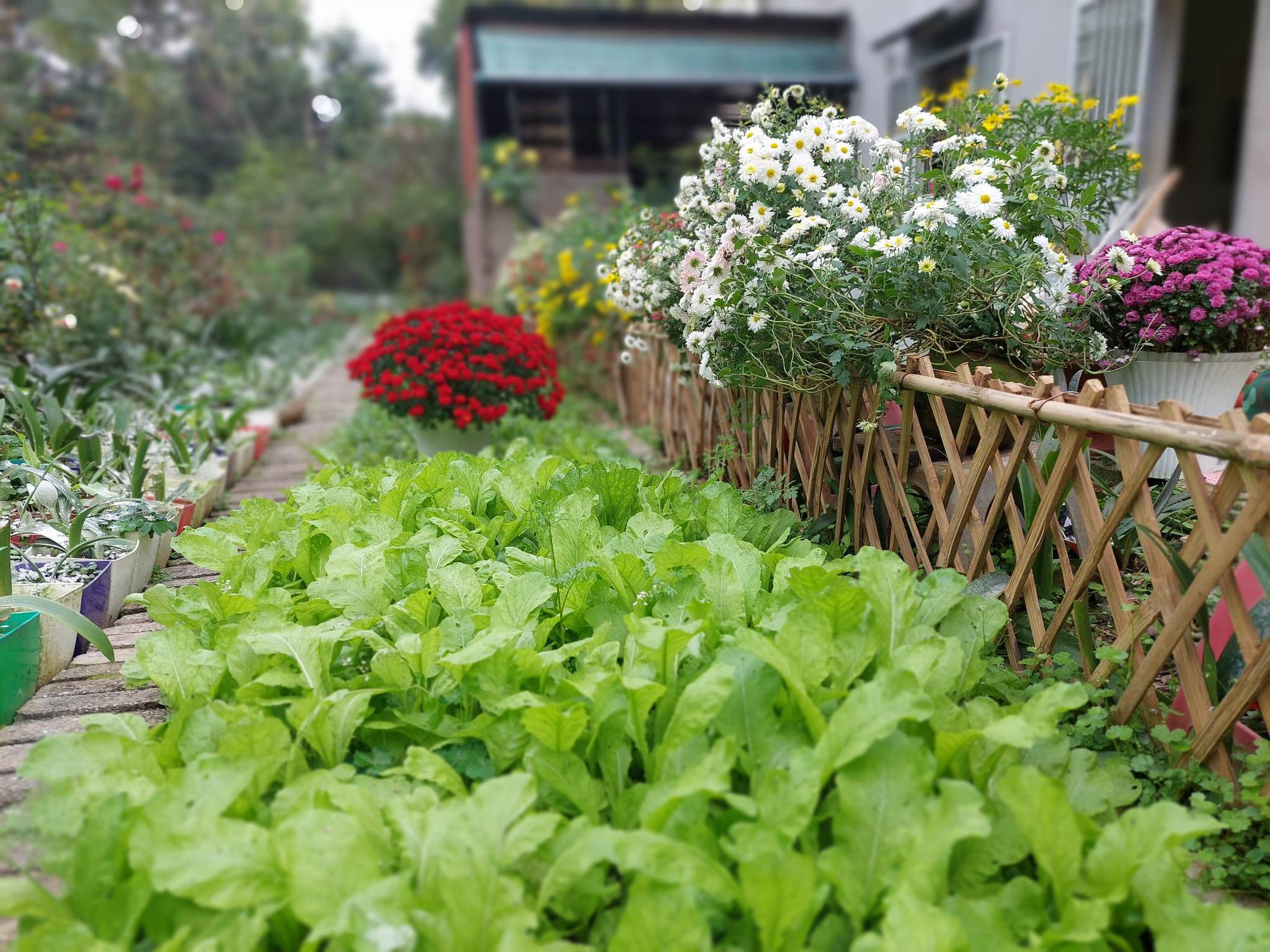 Khu vườn hơn 50 loài hoa đua nhau khoe sắc, rau quả tốt tươi ở Yên Bái - Ảnh 5.