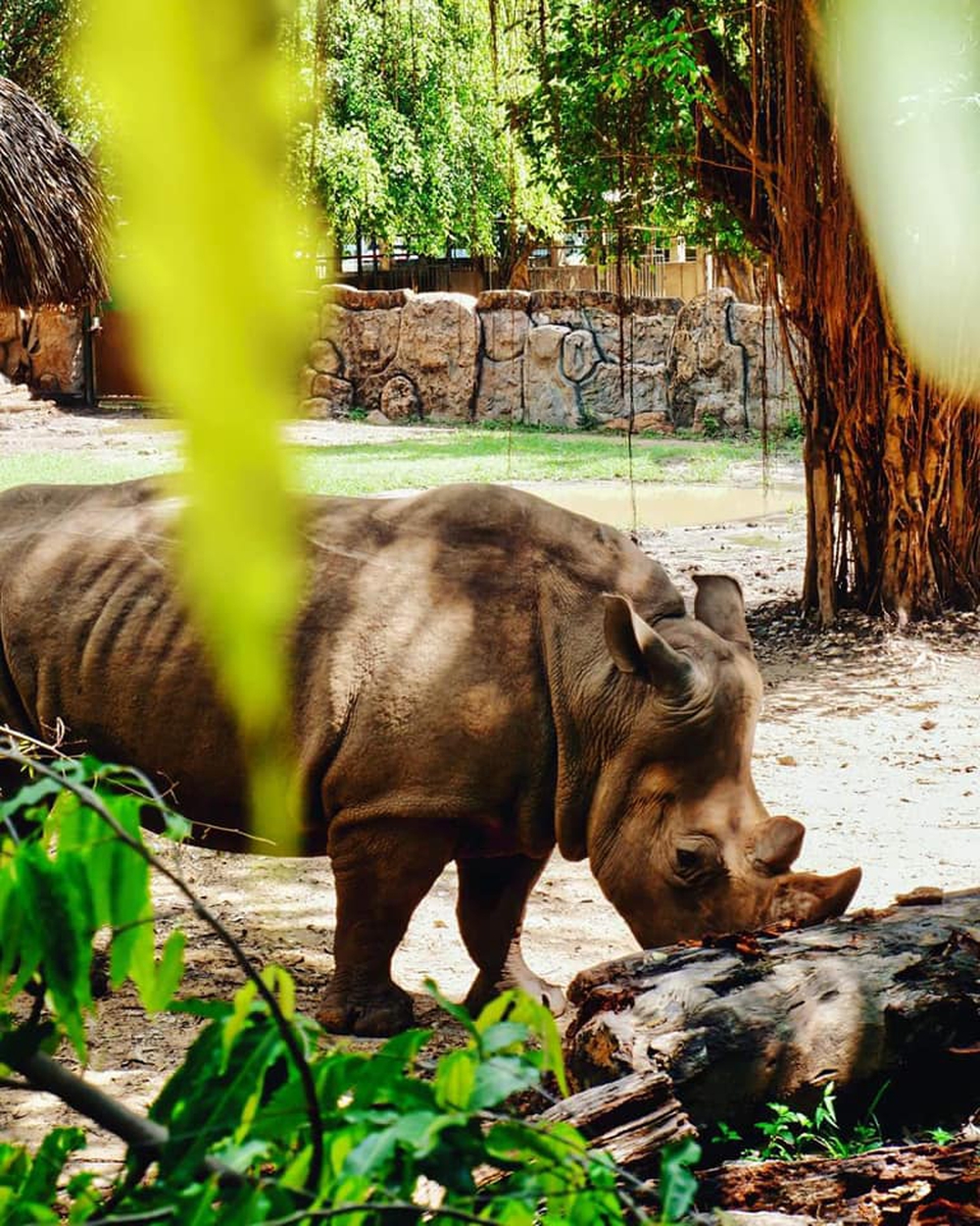  Có gì ở Thảo Cầm Viên - sở thú hot nhất lúc này, đạt doanh thu kỷ lục cao nhất lịch sử trong năm vừa qua? - Ảnh 9.