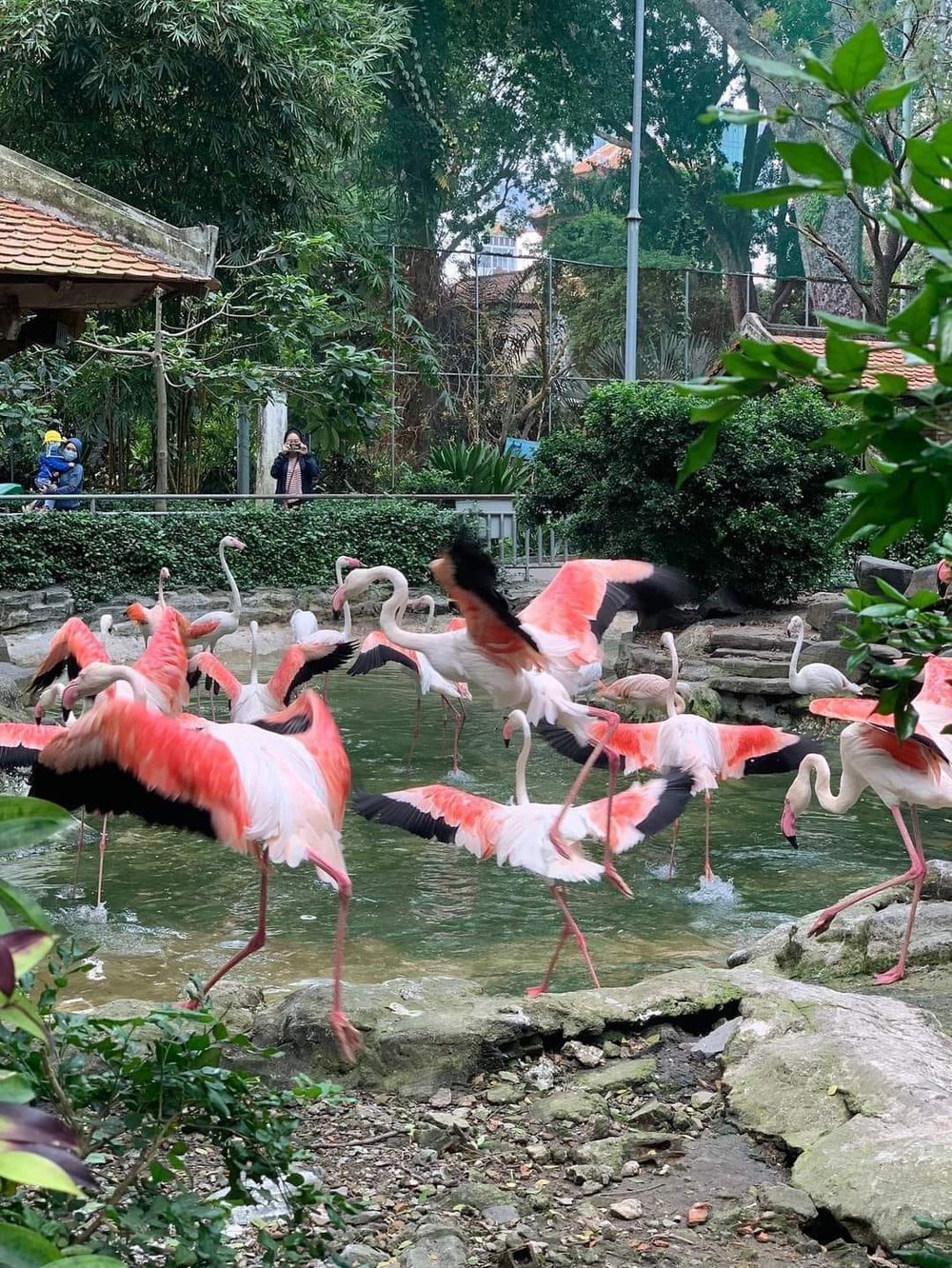  Có gì ở Thảo Cầm Viên - sở thú hot nhất lúc này, đạt doanh thu kỷ lục cao nhất lịch sử trong năm vừa qua? - Ảnh 8.