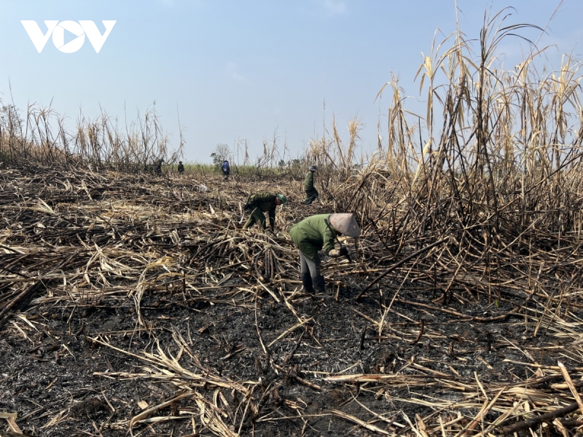 Liên tục xảy ra cháy mía, nông dân Gia Lai như ngồi trên đống lửa - Ảnh 3.