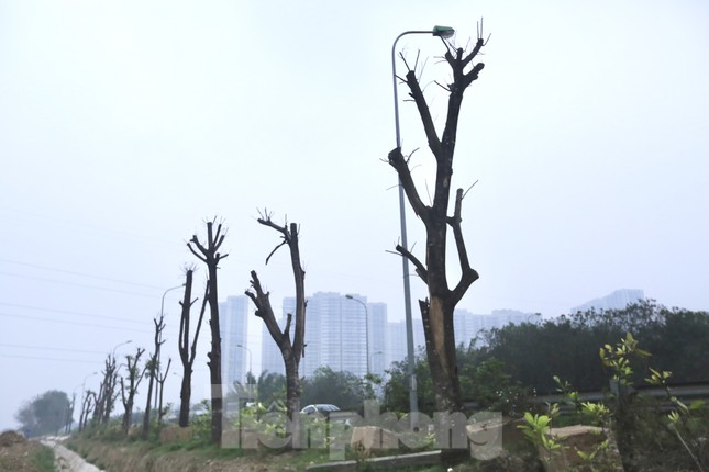 Hà Nội: Loạt cây xanh chết khô ở đại lộ Thăng Long, đơn vị nào chịu trách nhiệm? - Ảnh 1.