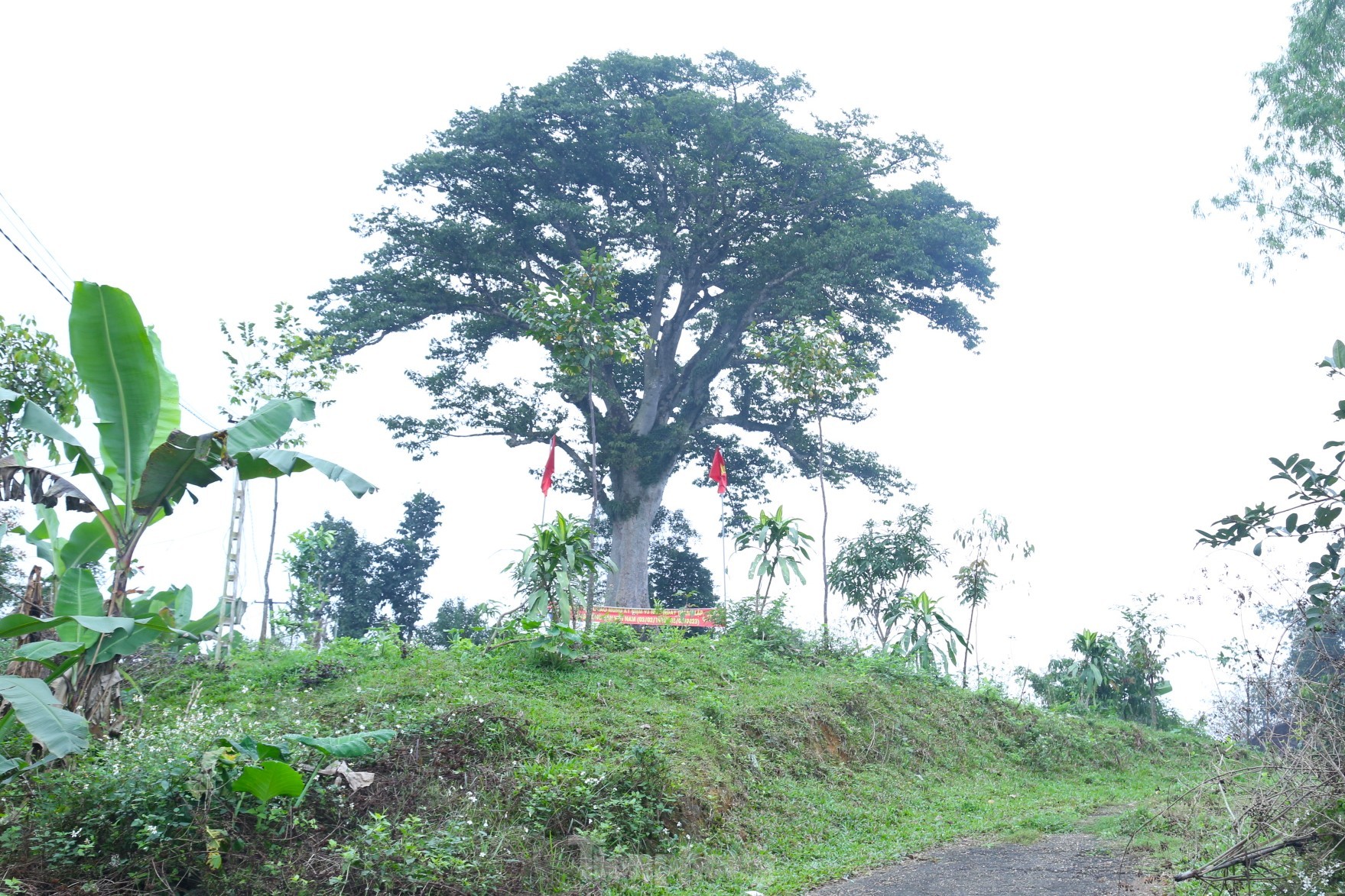 Vẻ đẹp kỳ thú ‘có một không hai’ của cây sui cổ thụ xứ Nghệ - Ảnh 11.