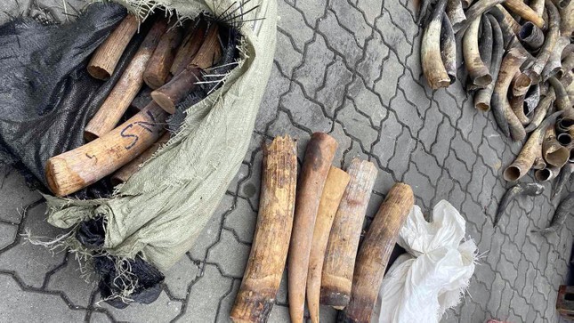 Phát hiện container ngà voi nhập lậu từ châu Phi - Ảnh 2.