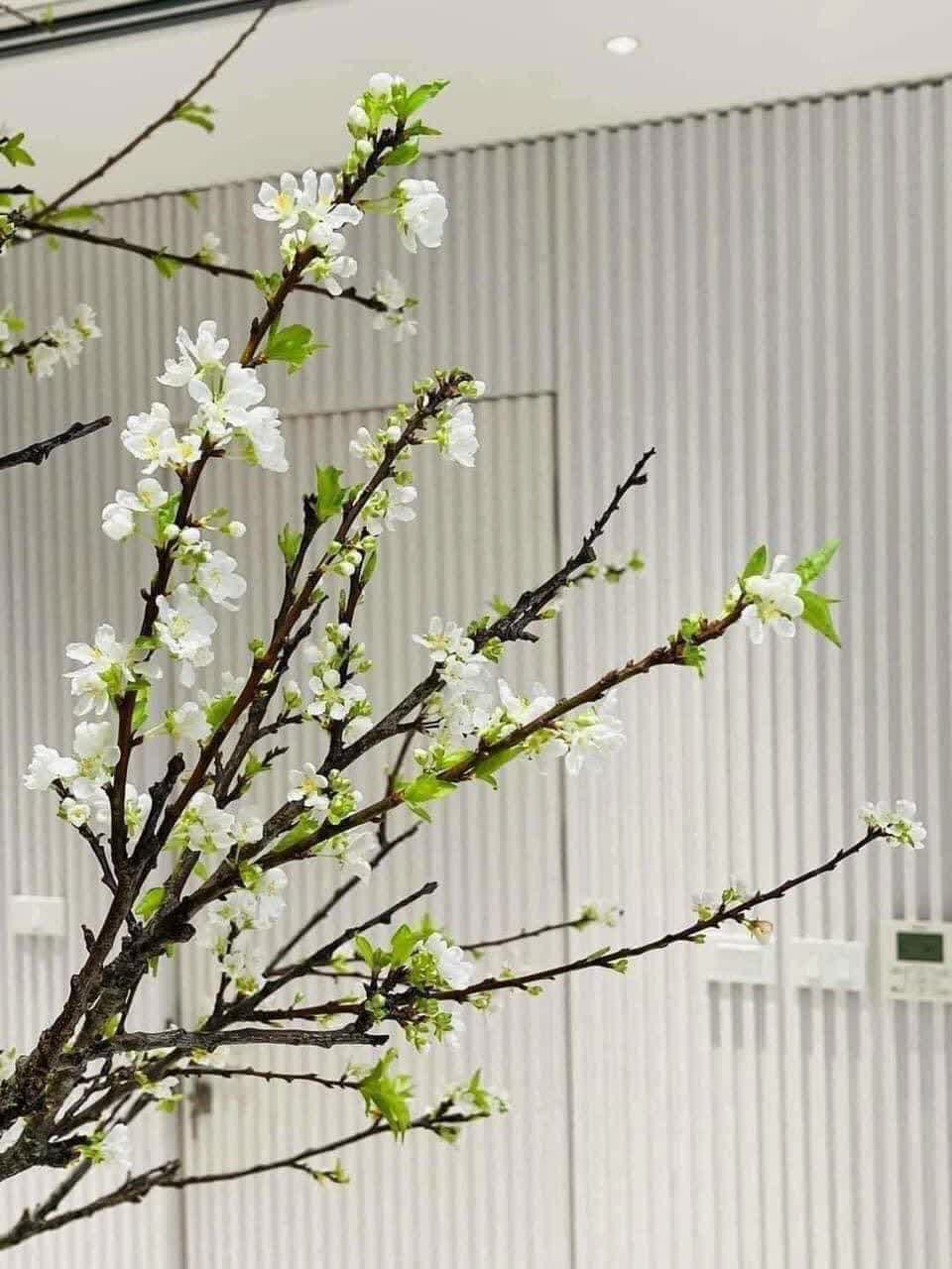 Rộ mốt chi tiền mua cành hoa mận rừng chơi sau Tết - Ảnh 7.