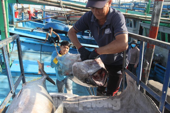 Vì sao EC chưa gỡ thẻ vàng thủy sản cho Việt Nam? - Ảnh 1.