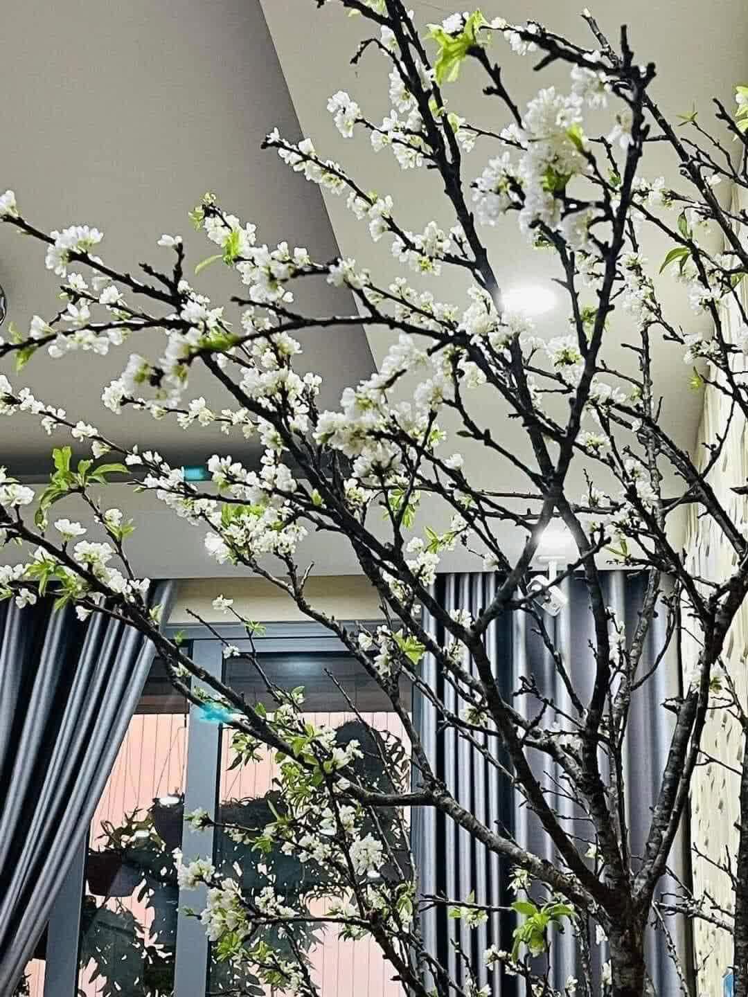 Rộ mốt chi tiền mua cành hoa mận rừng chơi sau Tết - Ảnh 5.