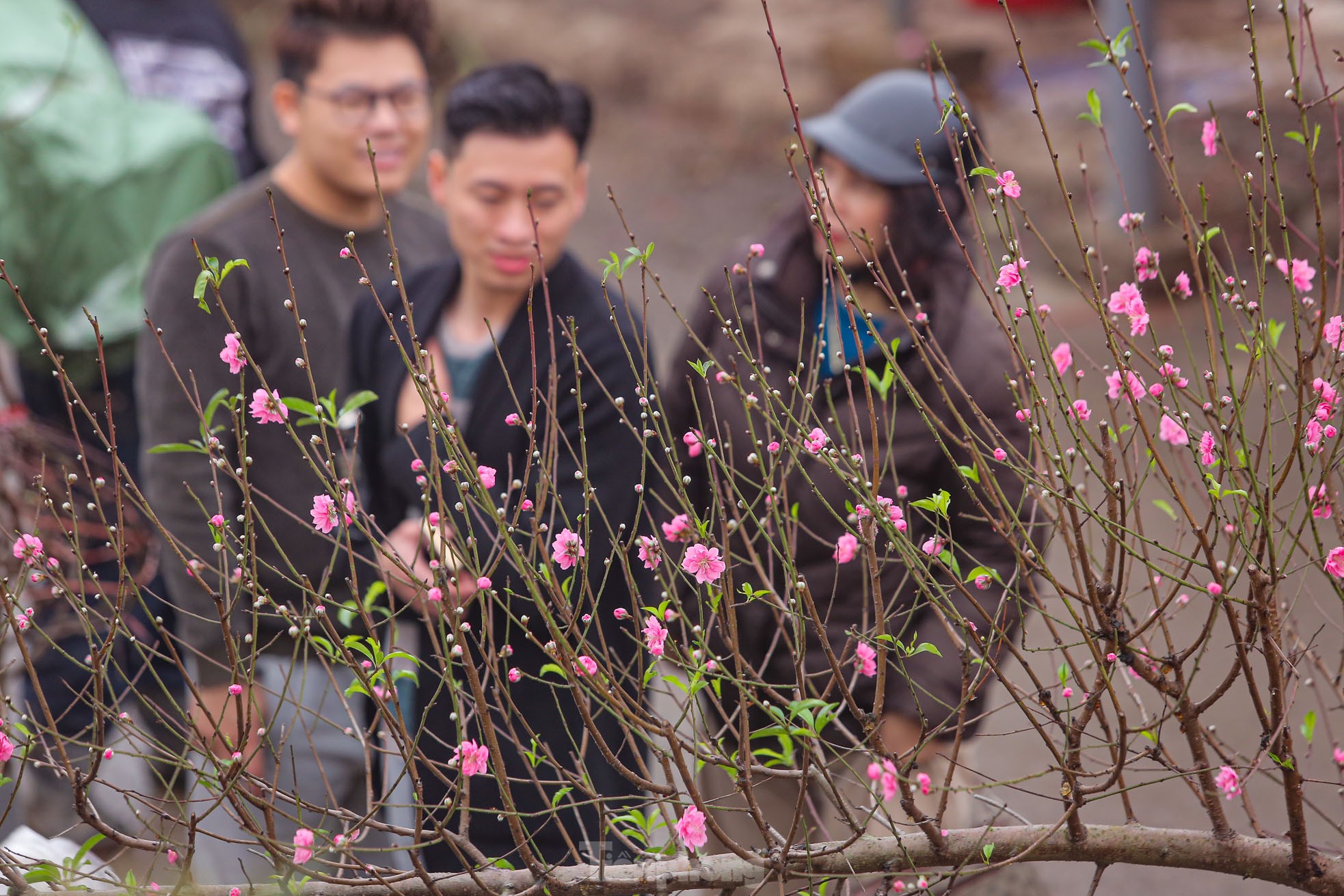 Người dân Hà Thành xuống phố sắm đào cuối vụ cúng Rằm tháng Giêng - Ảnh 14.