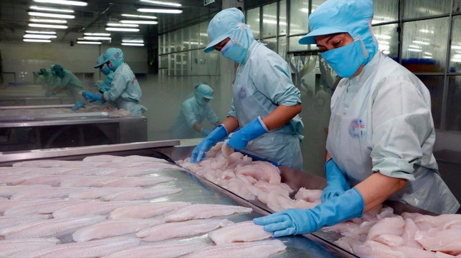 Xuất khẩu cá tra: Vì sao chế biến sâu chỉ chiếm 2%? - Ảnh 1.