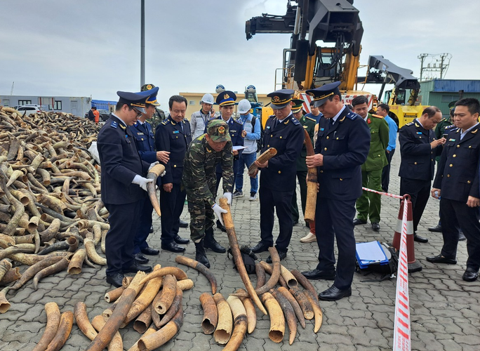 Mở container sừng bò nuôi kẹp chì, chảy ra 125 kg ngà voi - Ảnh 2.