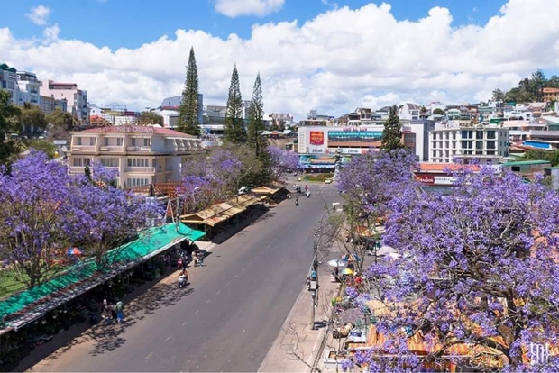 Out of cherry blossoms, Da Lat is about to enter the purple phoenix flower season, which is also beautiful - Photo 5.