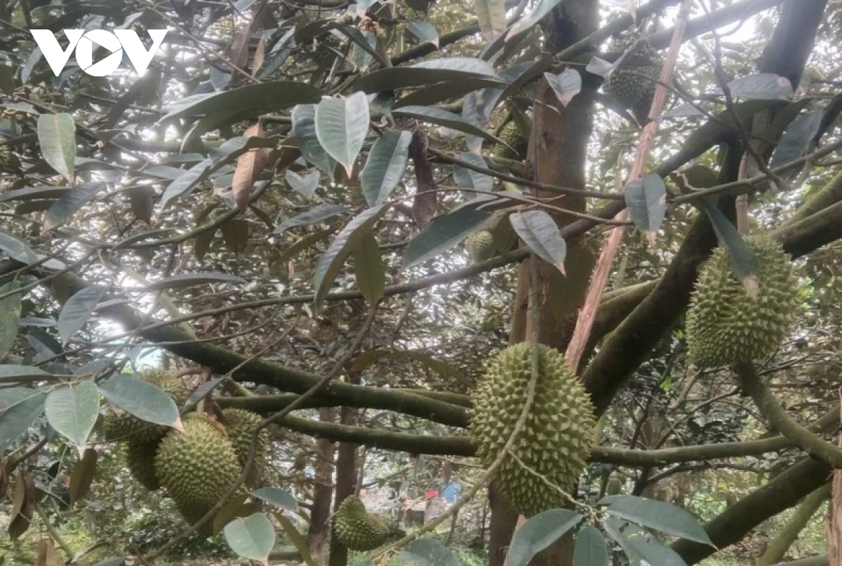 Giá trái sầu riêng sụt giảm bất thường, mất gần 100.000 đồng/kg - Ảnh 1.