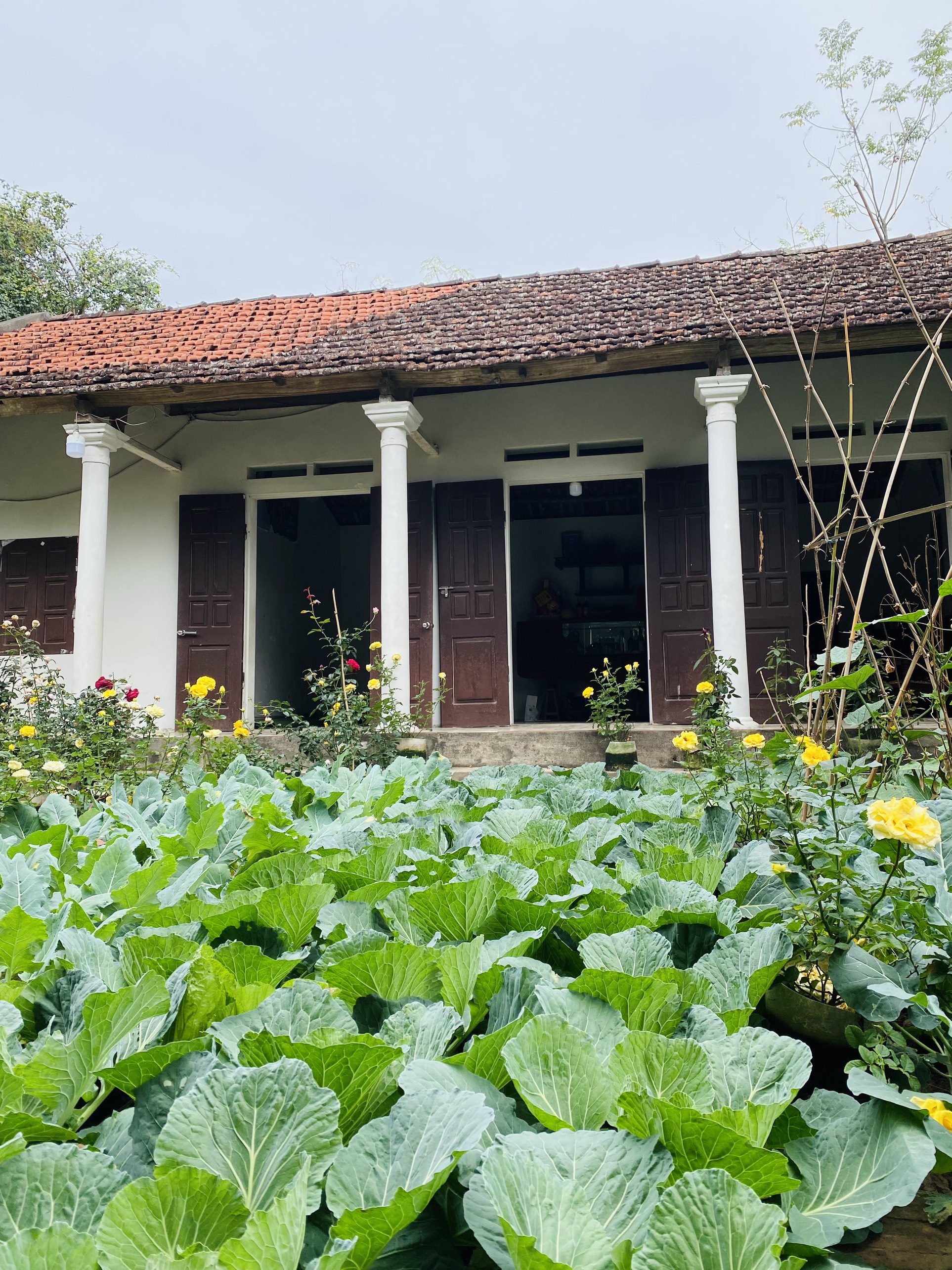 Cải tạo mảnh sân trước nhà, mẹ đảm trồng vườn rau sạch, nhìn là thấy bình yên - Ảnh 5.