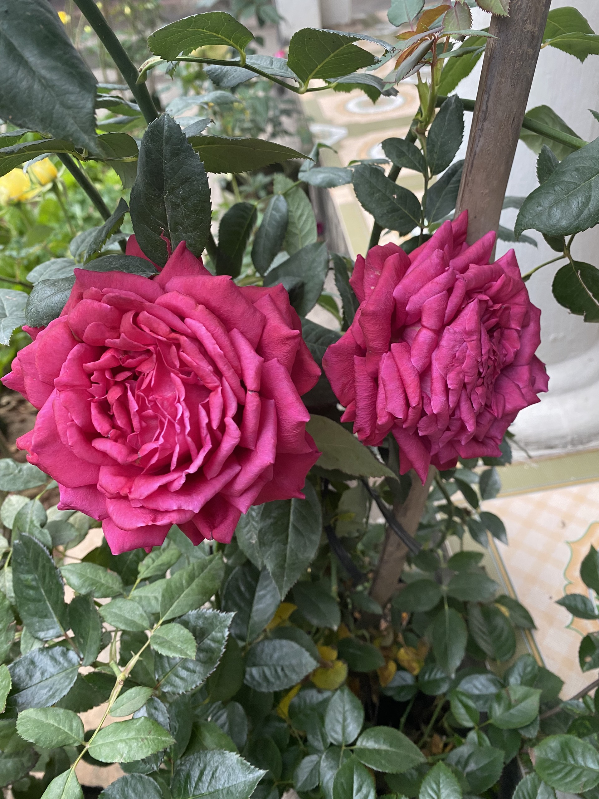 Cải tạo mảnh sân trước nhà, mẹ đảm trồng vườn rau sạch, nhìn là thấy bình yên - Ảnh 12.