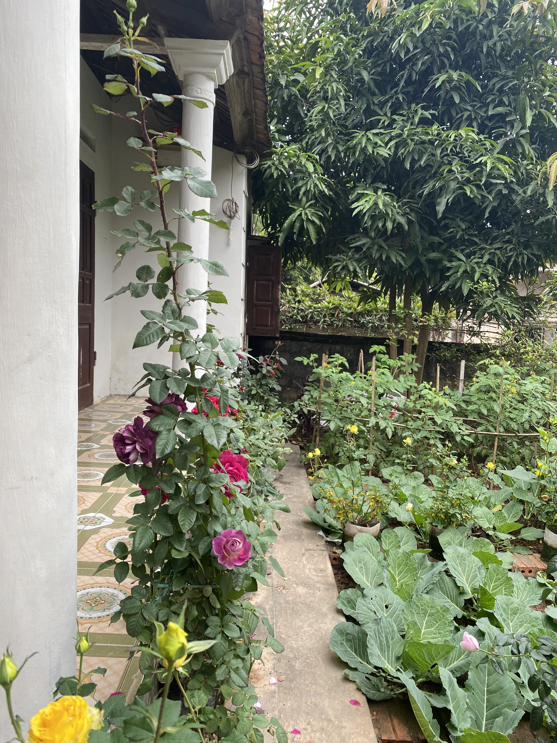 Cải tạo mảnh sân trước nhà, mẹ đảm trồng vườn rau sạch, nhìn là thấy bình yên - Ảnh 10.