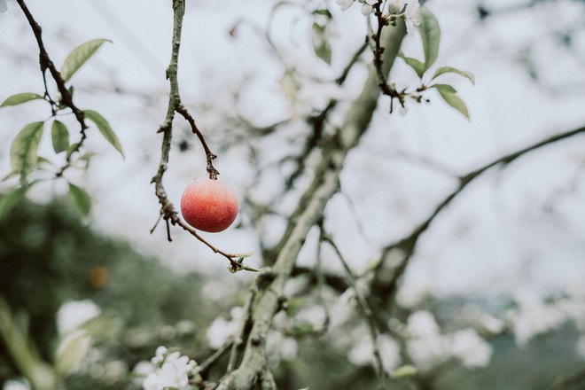 Mộc Châu trở thành điểm siêu hot dịp đầu xuân với những cây hoa mận phủ trắng núi đồi - Ảnh 24.