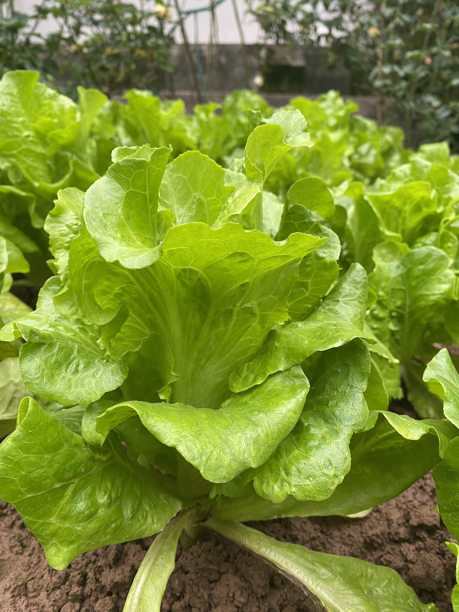 Cải tạo mảnh sân trước nhà, mẹ đảm trồng vườn rau sạch, nhìn là thấy bình yên - Ảnh 8.