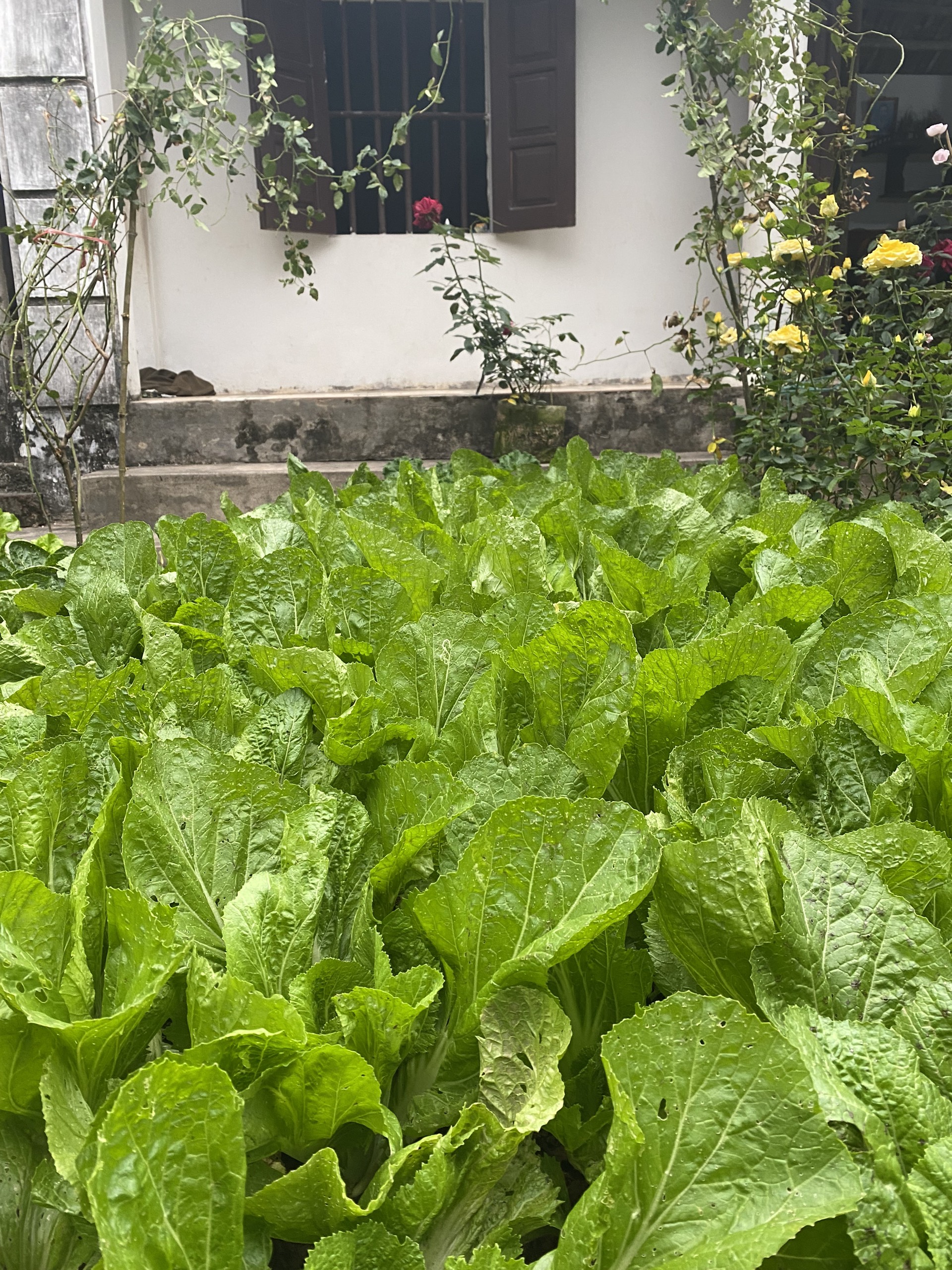 Cải tạo mảnh sân trước nhà, mẹ đảm trồng vườn rau sạch, nhìn là thấy bình yên - Ảnh 7.