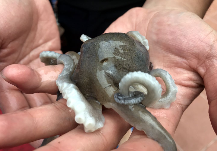 Xuống Hạ Long, qua Xà Cong nếm gỏi ruốc chân dài - Ảnh 7.