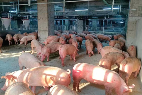 Choáng với chung cư lợn khổng lồ ở làng quê Trung Quốc: Có trung tâm giám sát như NASA, vận hành chính xác ngang dây chuyền sản xuất iPhone của Foxconn - Ảnh 5.