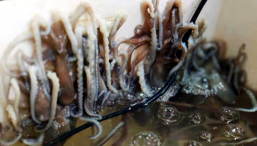 Xuống Hạ Long, qua Xà Cong nếm gỏi ruốc chân dài - Ảnh 5.