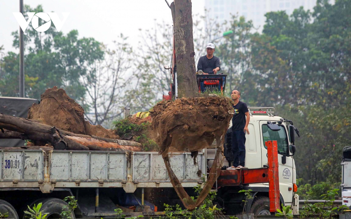 Loạt cây xanh chết khô trên Đại lộ Thăng Long được di chuyển đến nơi khác - Ảnh 10.
