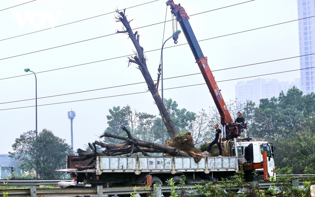 Loạt cây xanh chết khô trên Đại lộ Thăng Long được di chuyển đến nơi khác - Ảnh 9.