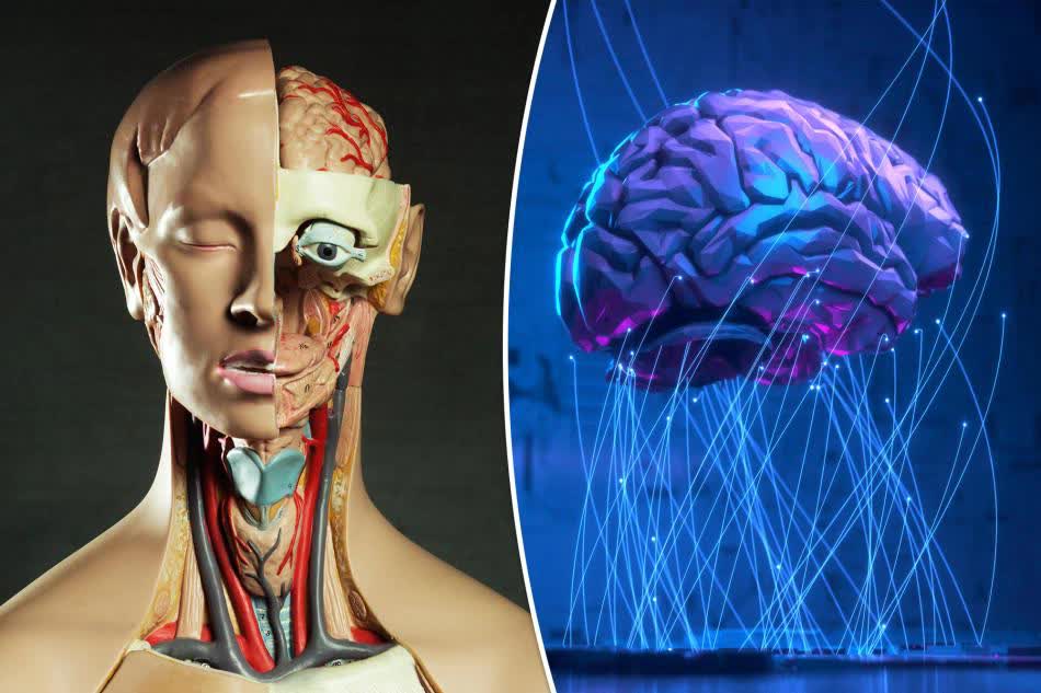 科学者たちは、人間の脳細胞から新しいインテリジェント インテリジェンスを作成しようとしています。将来、誰も想像できない新しい限界を打ち破っています - 写真 1. 科学者たちは、人間の脳細胞から新しいインテリジェント インテリジェンスを作成しようとしています。将来、誰も想像できない新しい限界を打ち破っています - 写真 1.