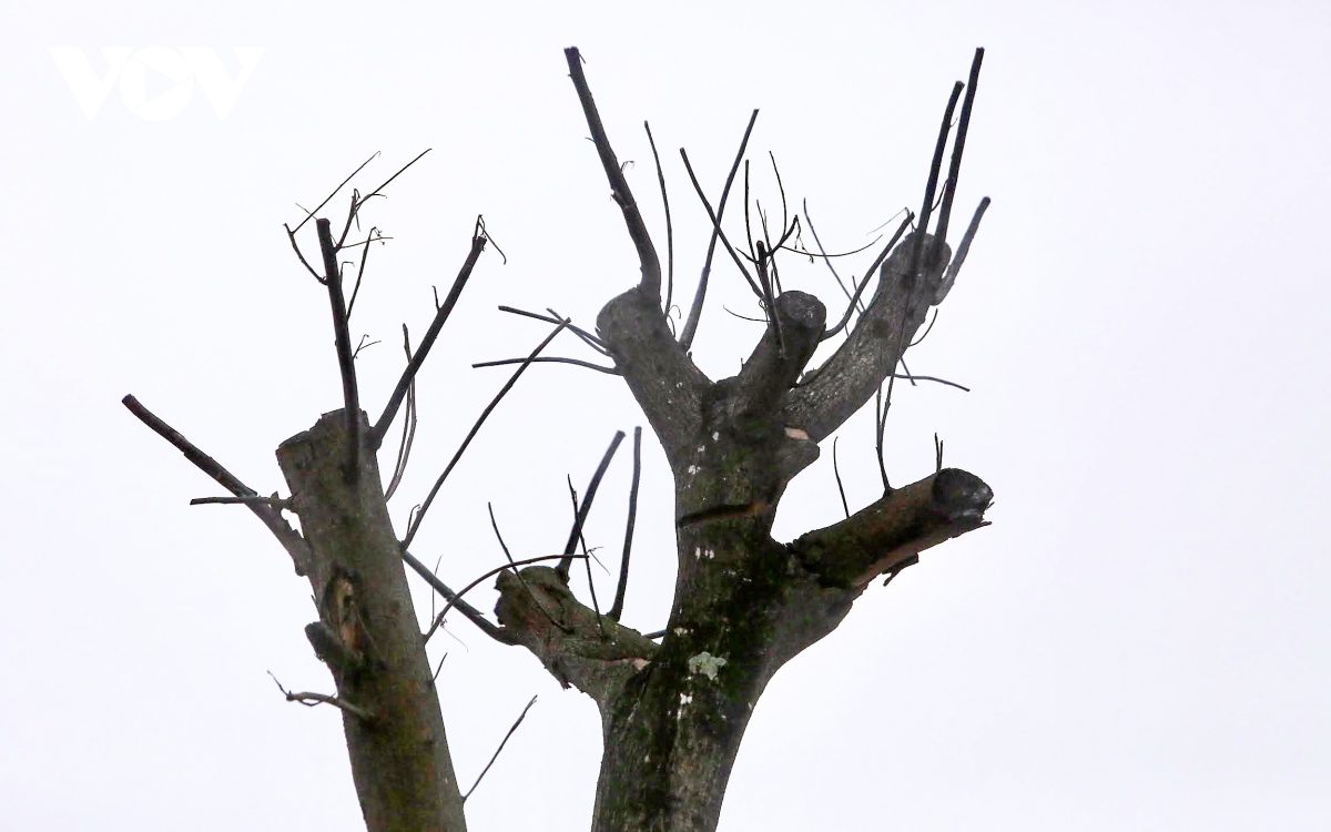 Loạt cây xanh chết khô trên Đại lộ Thăng Long được di chuyển đến nơi khác - Ảnh 8.